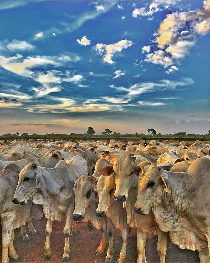 Surbhi Gaushala: Eco-Friendly Haven in Bhilwara